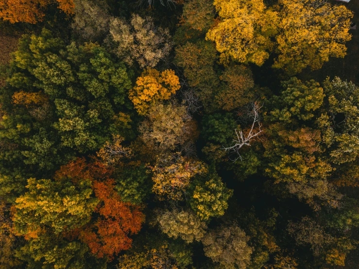 top down view of a forest in the fall