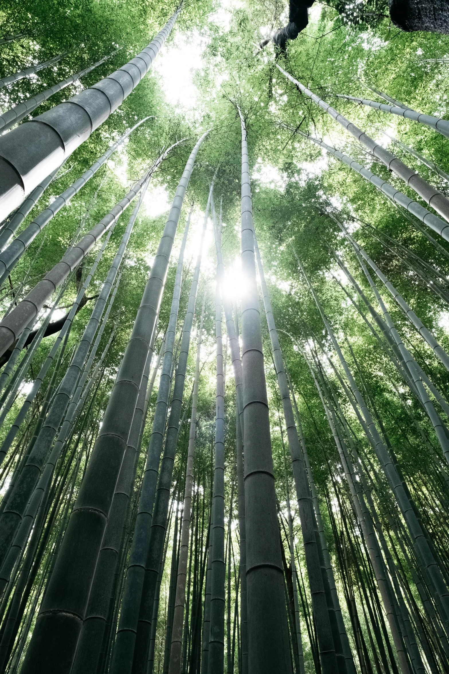 a tree canopy with sun peeking through the top