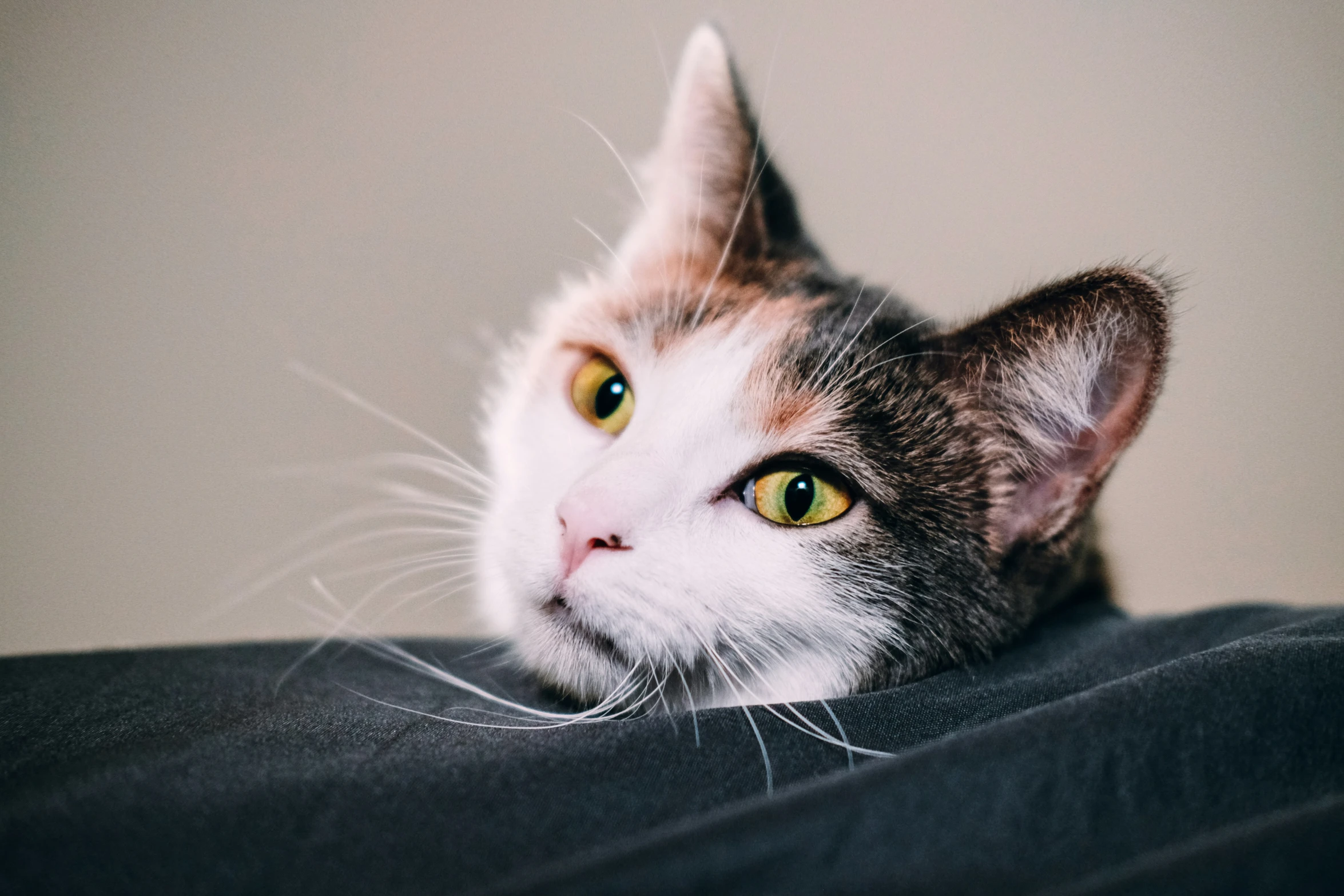 a cat is laying down with a yellow - orange eye