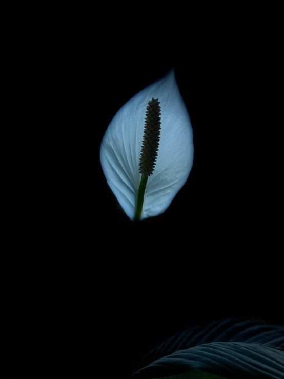 white flower in the dark on a dark background