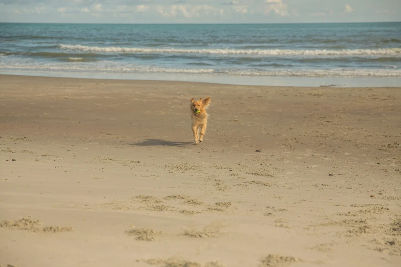 small dog running on sandy beach near the water