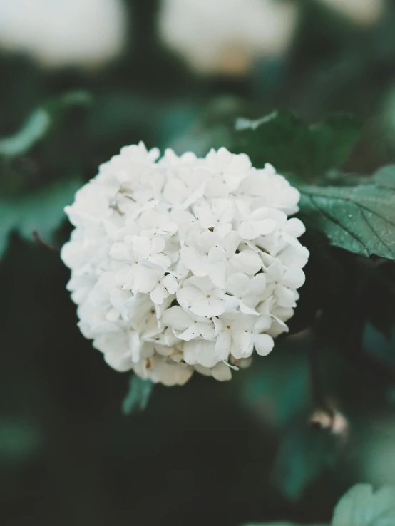 a close up view of a blooming bush with leaves