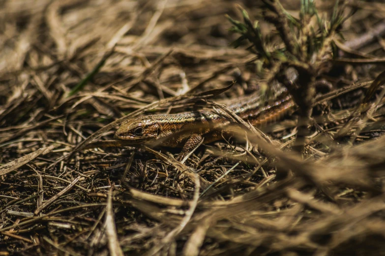 small lizard sitting on top of a patch of ground