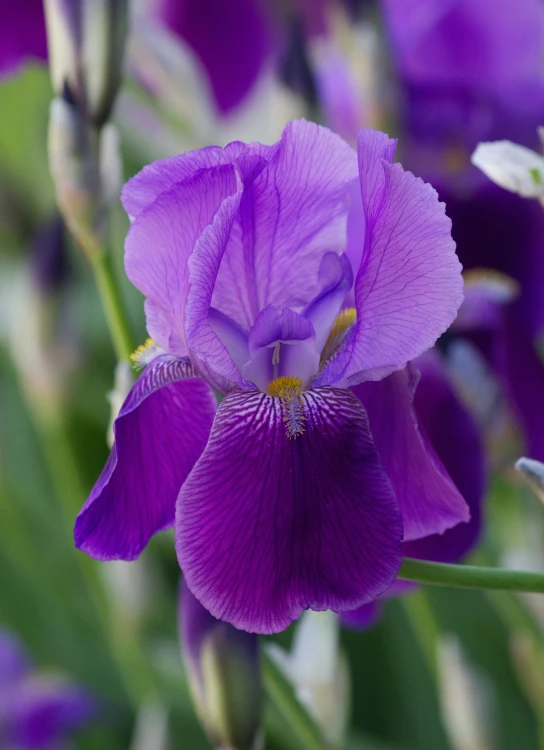 a closeup po of a purple flower