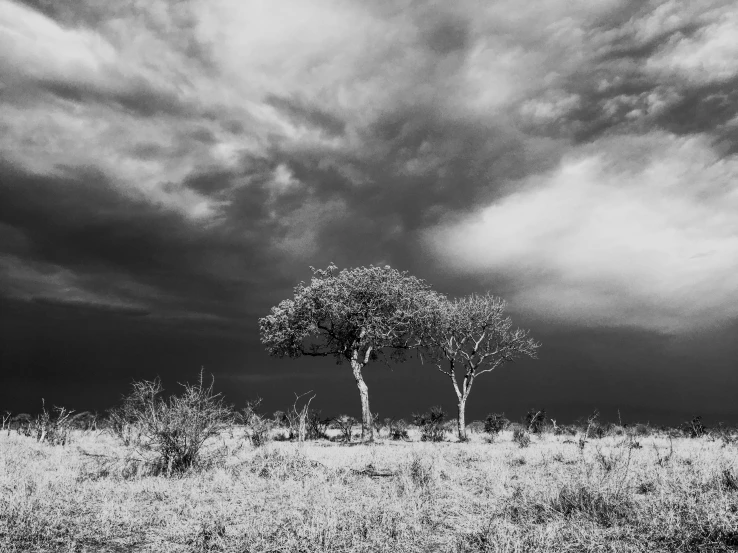 two small trees standing next to each other