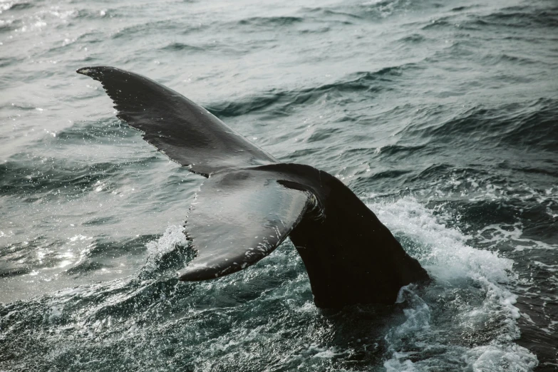 there is a long tail coming out from the water