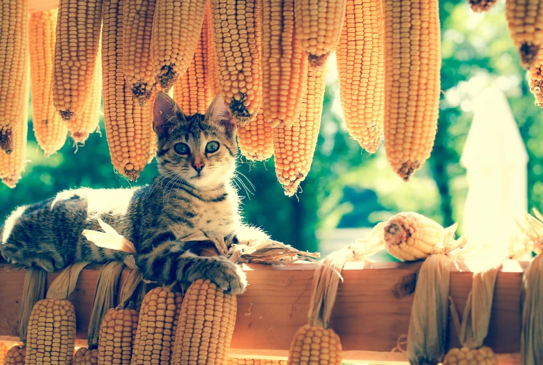 a tabby cat sitting on a fence next to corn