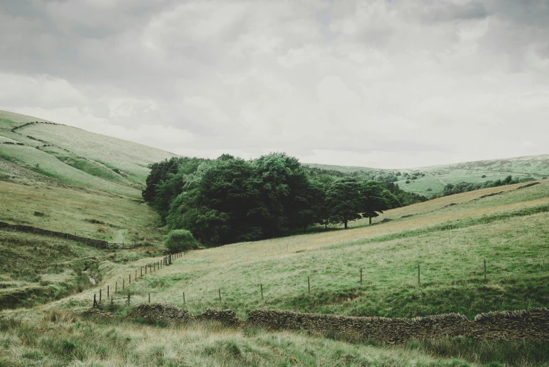 the landscape is very green and there are three trees in the field