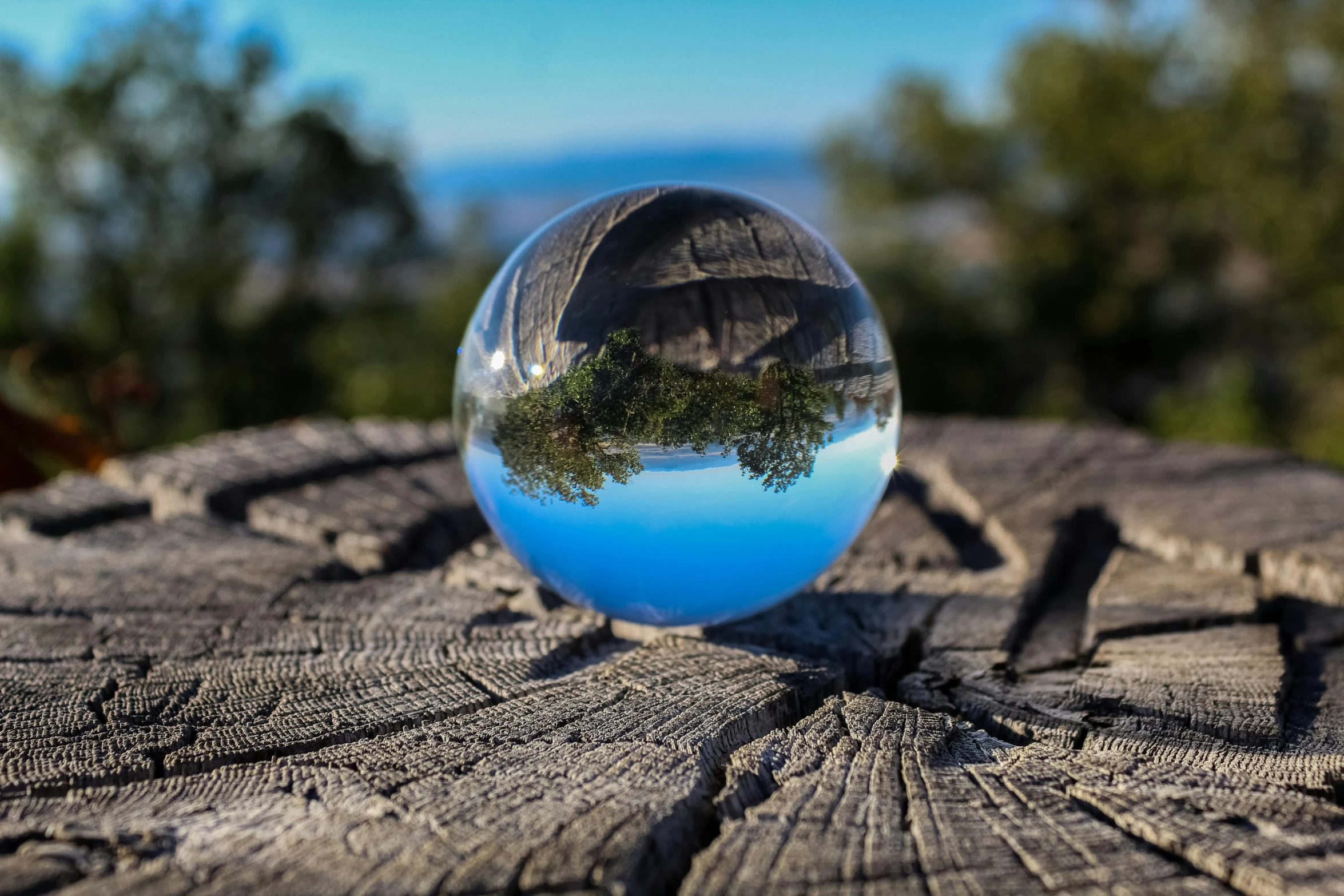 a glass ball with trees in it