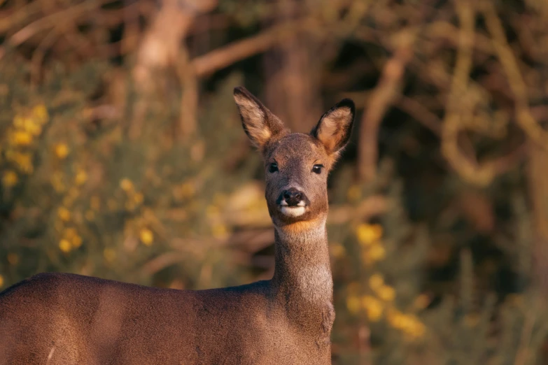 a fawn looks into the camera with trees behind it