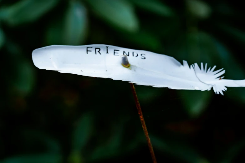 this is a white feather attached to the end of some leaf