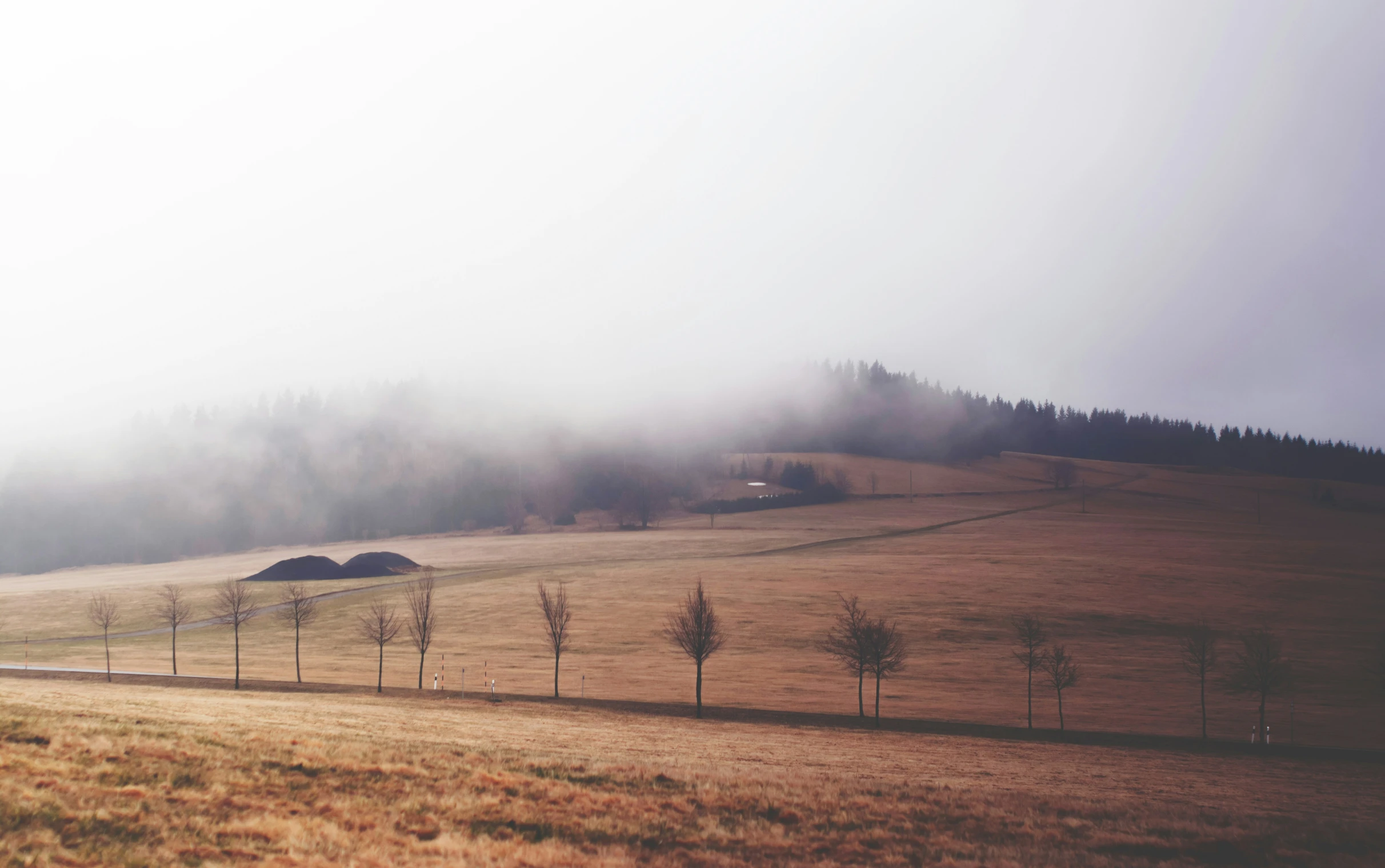 foggy day over grassy hill with trees and a single car