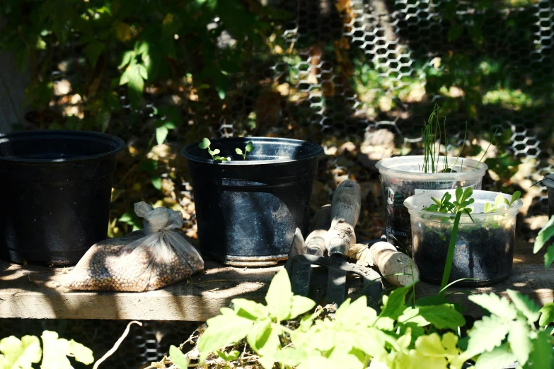 a number of pots with plants inside of them