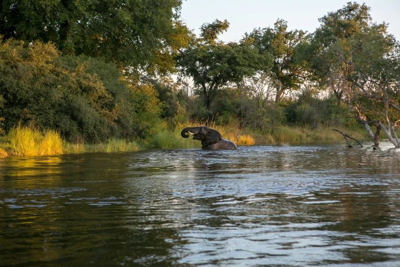 a hippo in the water with trees near by