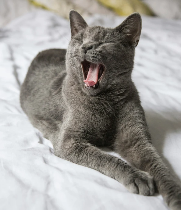 a cat yawns while sitting on the bed