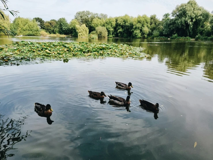 ducks are floating down a very quiet lake