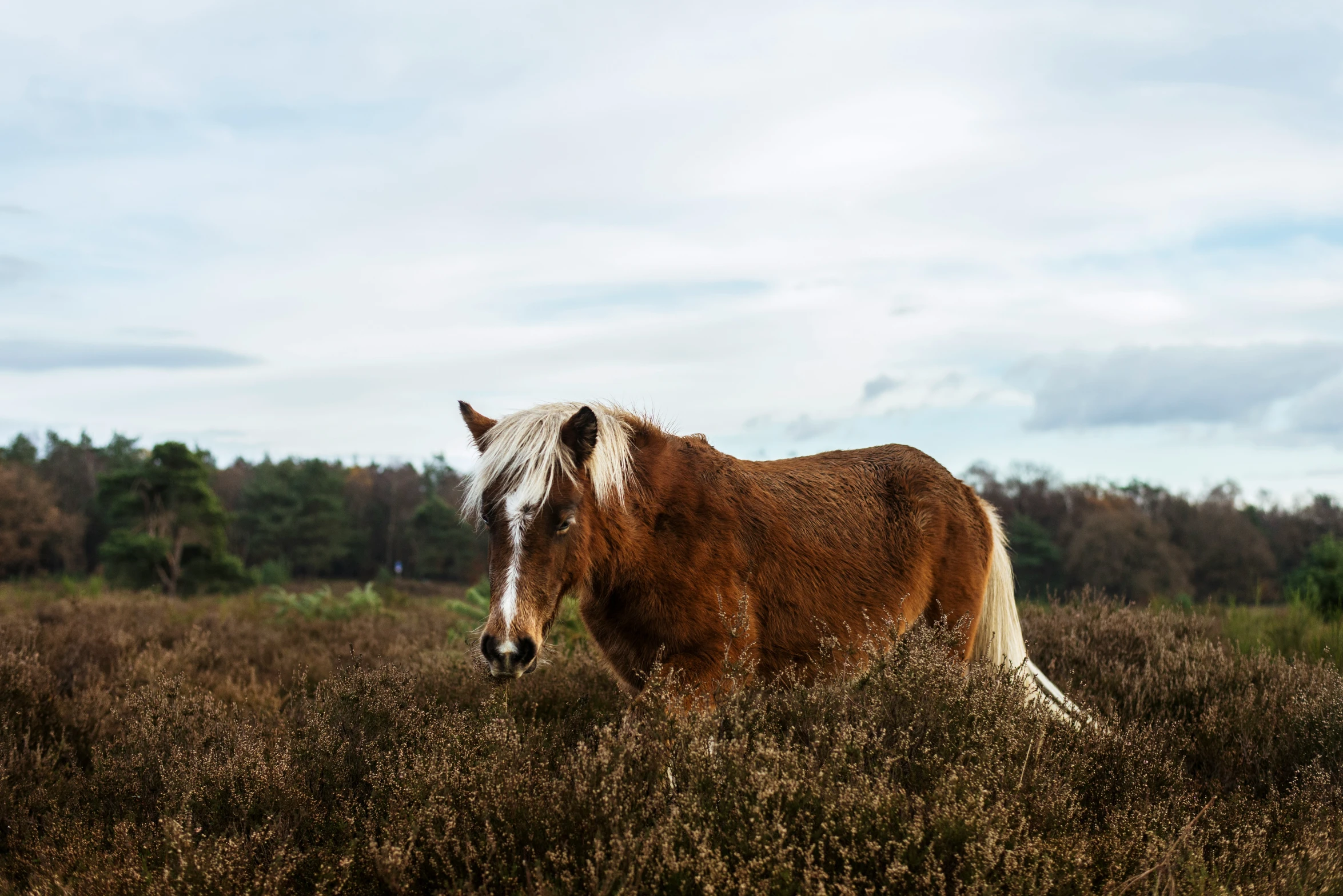 a horse walking in a field by itself