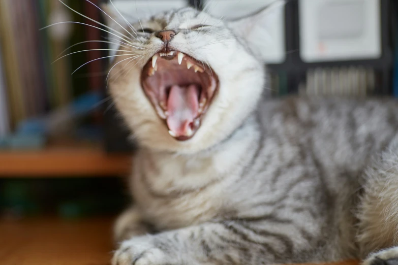 a cat yawns with its mouth open