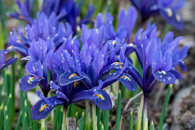 some blue flowers with buds sitting out on the ground