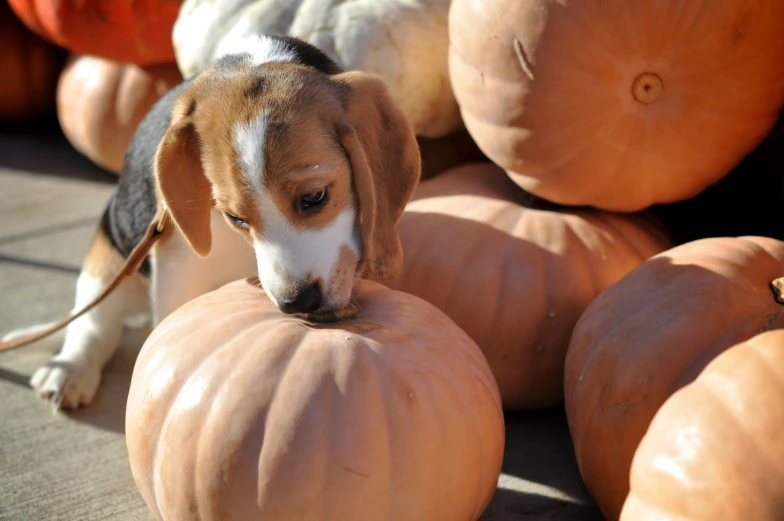 a beagle puppy sitting on top of large pumpkins