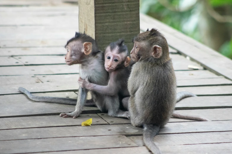 three monkeys are sitting on a wooden deck