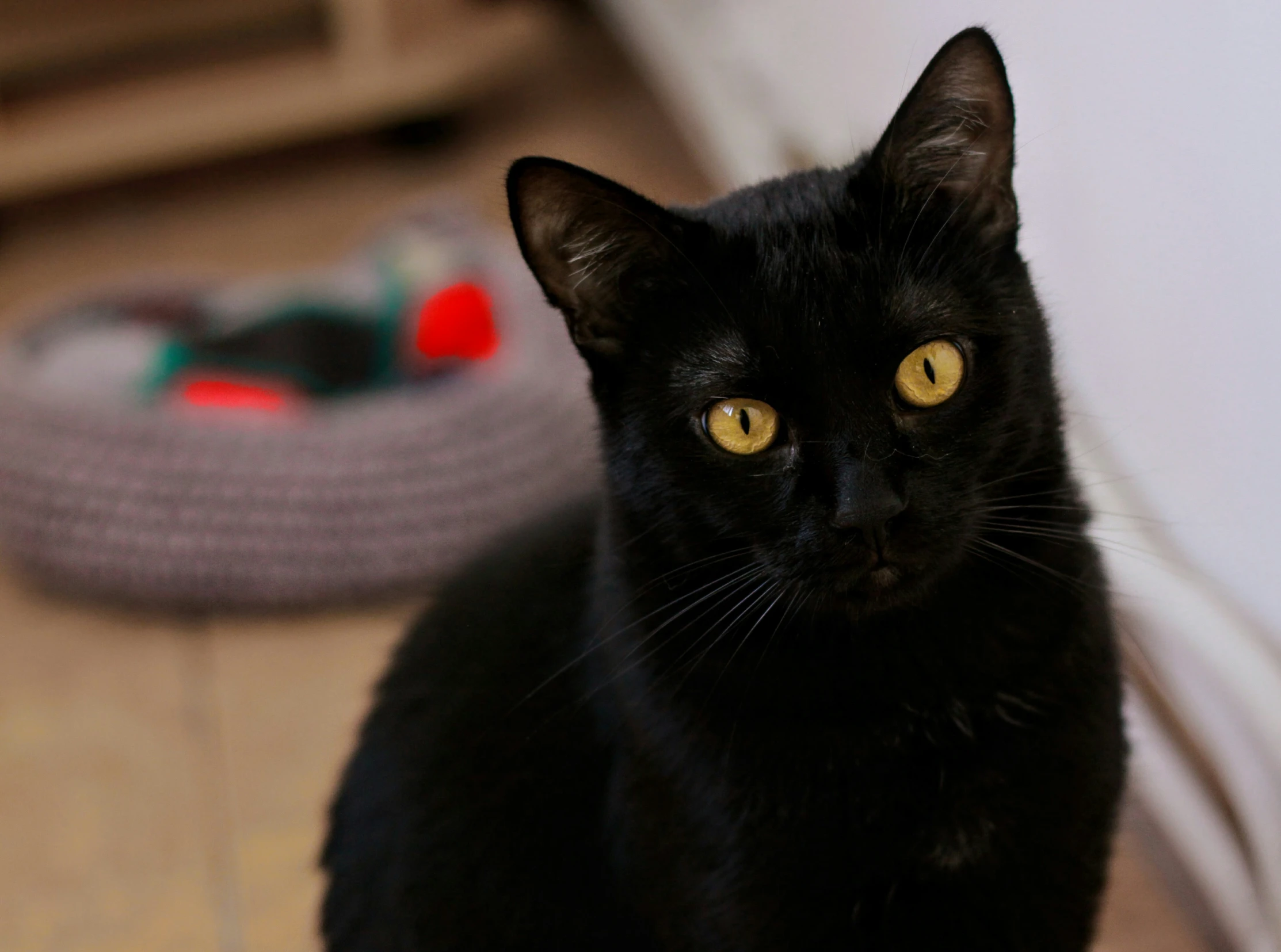 the black cat is sitting in front of a white wall