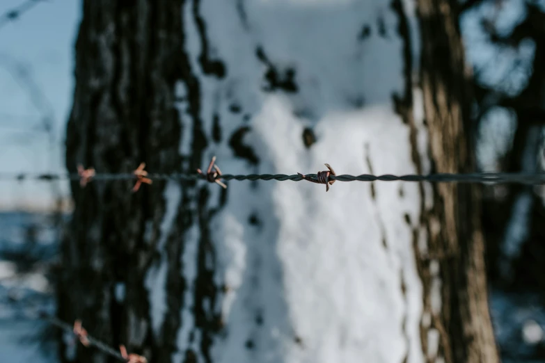 barbed wire on a tree is in front of the snow