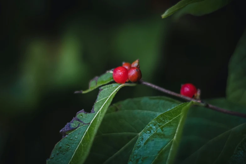 a plant with some small red berries on it