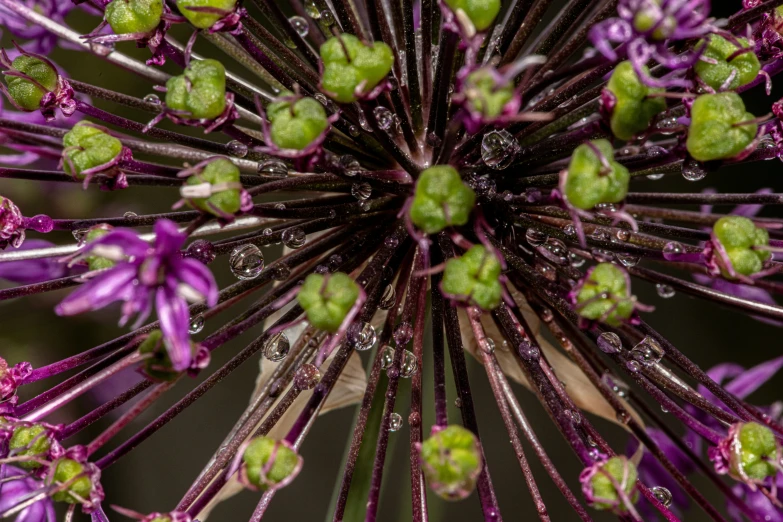 purple flower petals surrounded by water drops