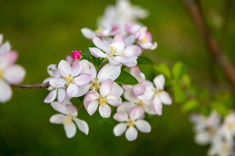 flowers of white and pink color with green background