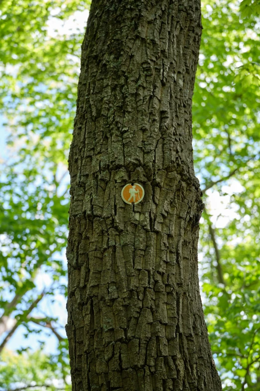 a large tree trunk with several round patches on the bark