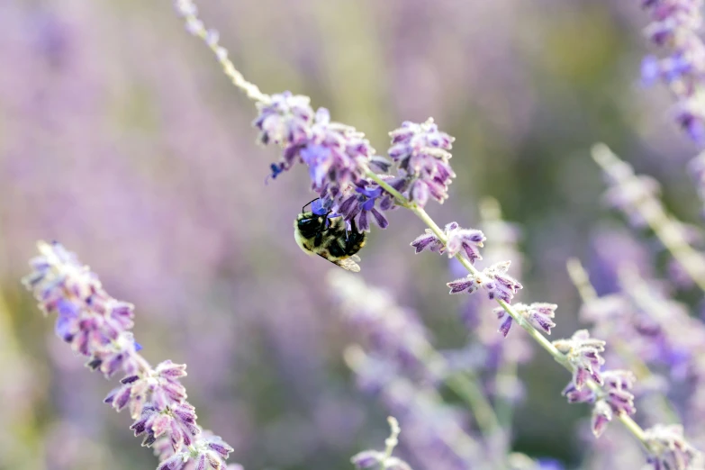 a bee sits on the end of a lavender plant