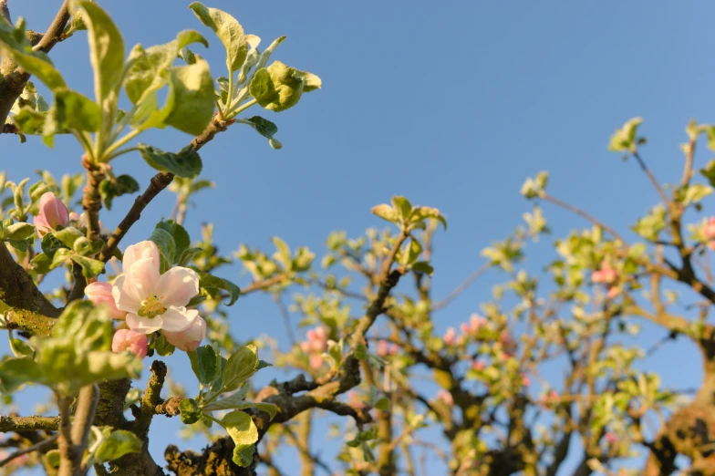 there are several tree nches and flowers with leaves