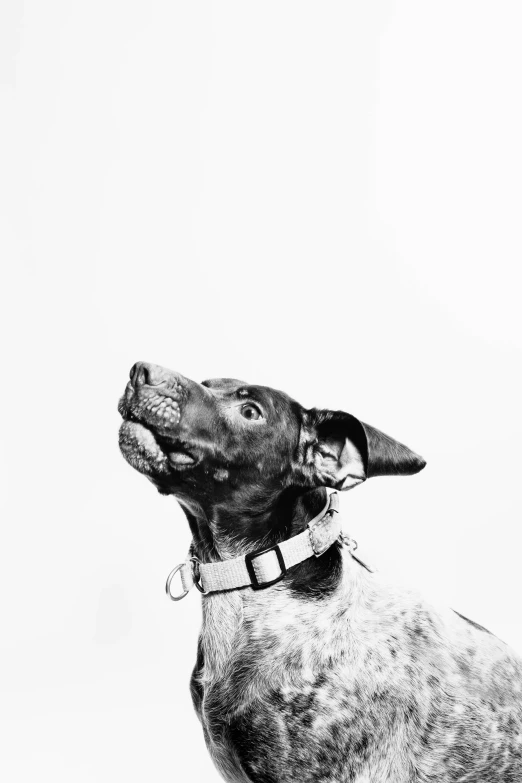 the black and white po of a dog looking up