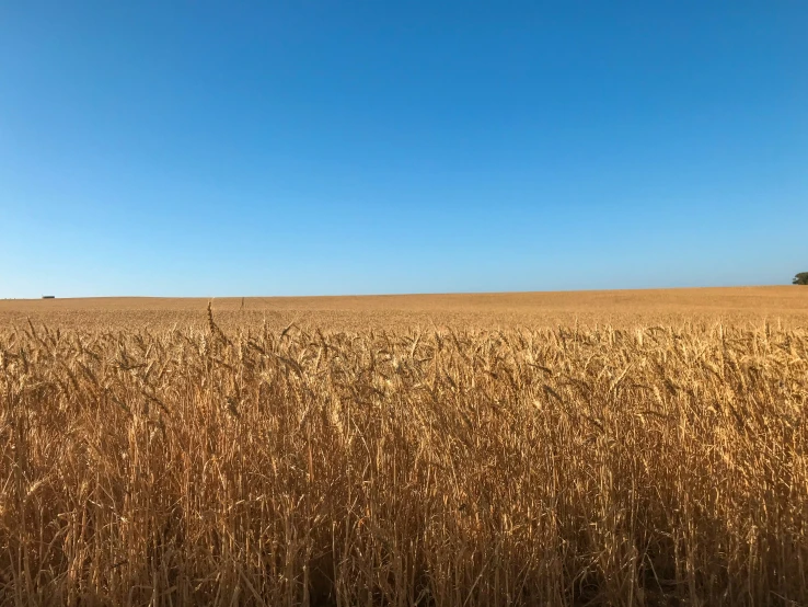 an open field of wheat in the sunlight