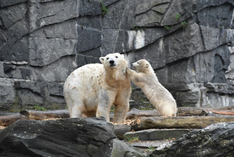 two polar bears standing on top of some rocks