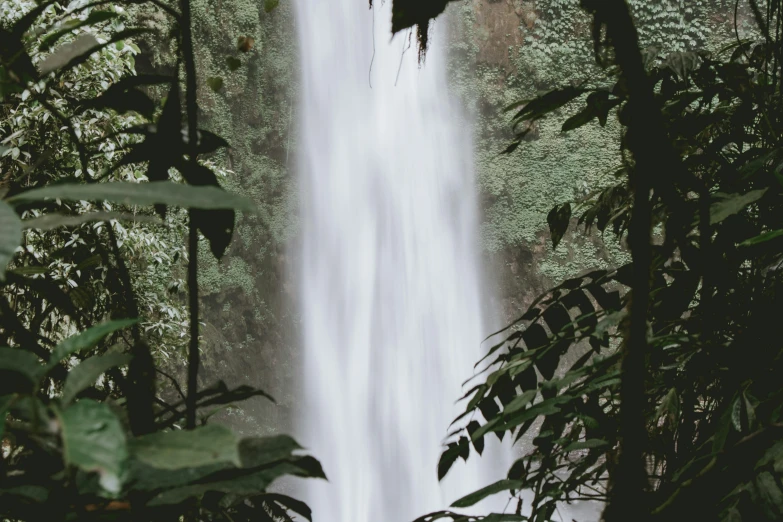 waterfall in the jungle with lots of greenery