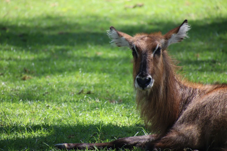 an animal laying in the grass near a tree