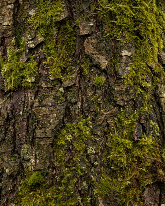 closeup po of tree bark with moss growing on it