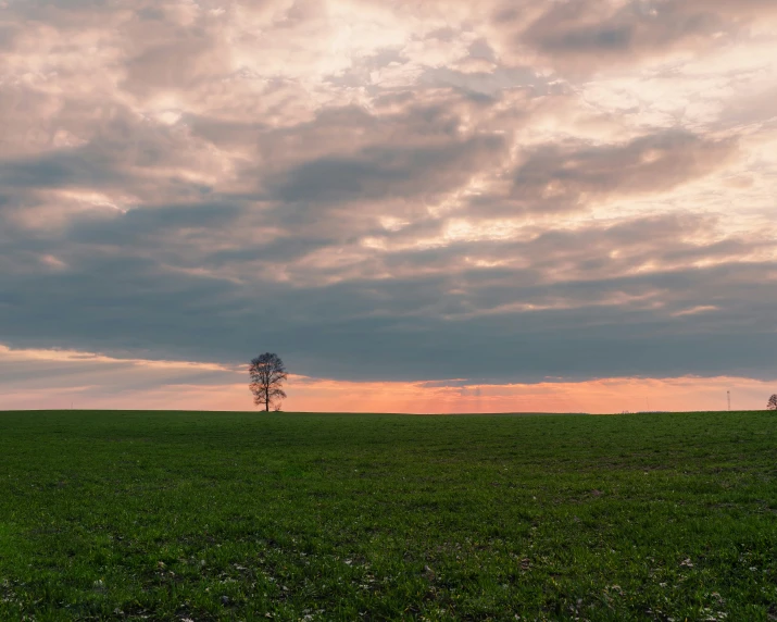 trees in the distance during an orange and black sunset