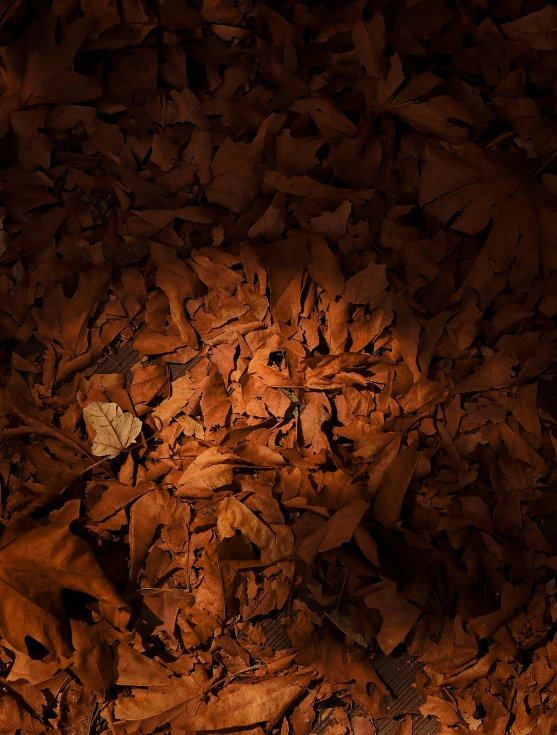 a pile of brown and brown leaves on top of the ground