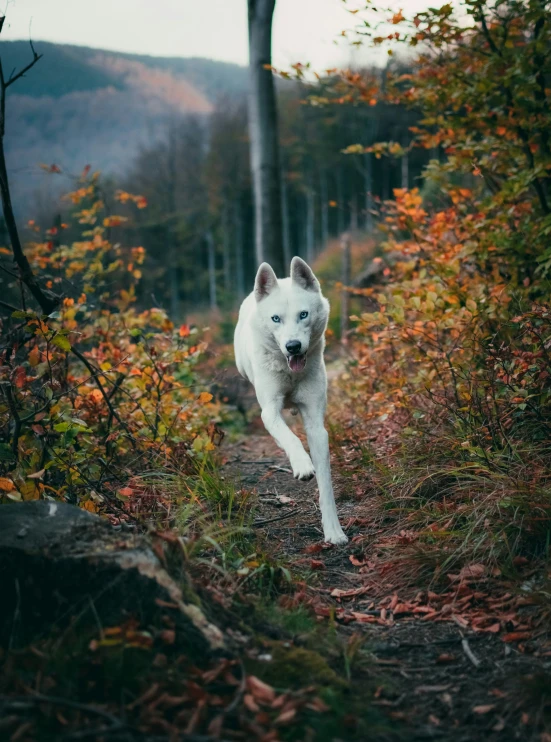 the dog has white fur on his ears