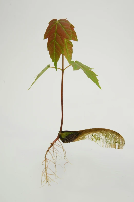 a bird is perched under a tree with the roots still attached