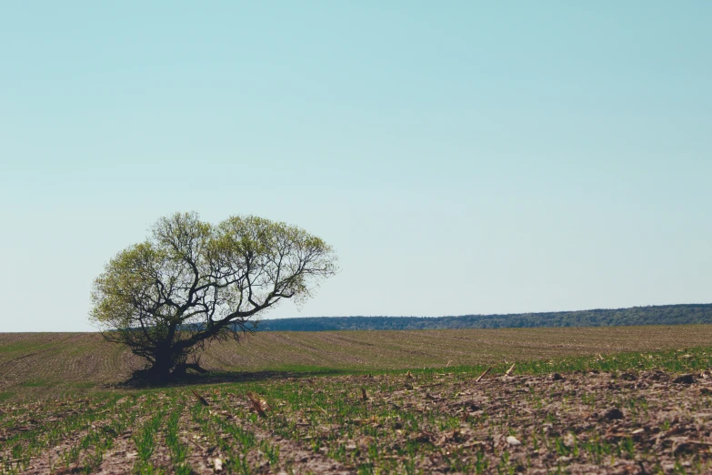 a lone tree stands on a grassy plain