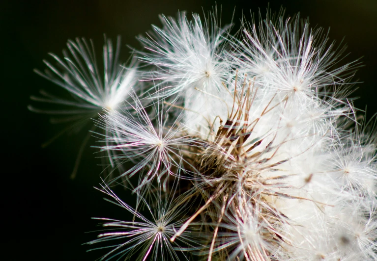 this dandelion looks like a seed that will burst from the sun