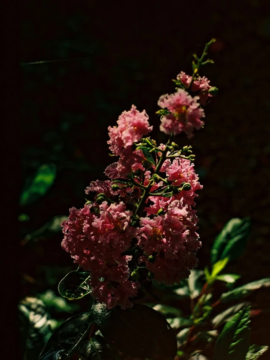 flowers in a vase full of green leaves