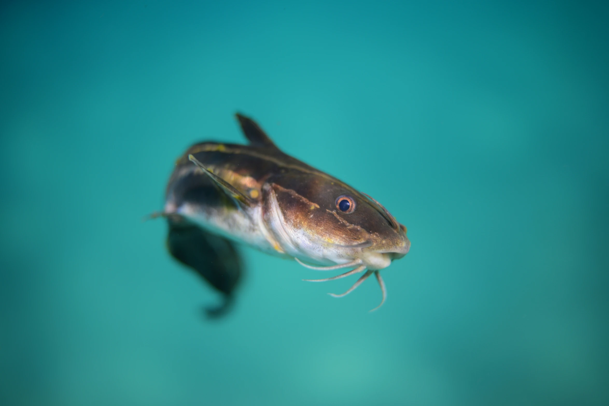 small animal in an aquarium with algae in its mouth