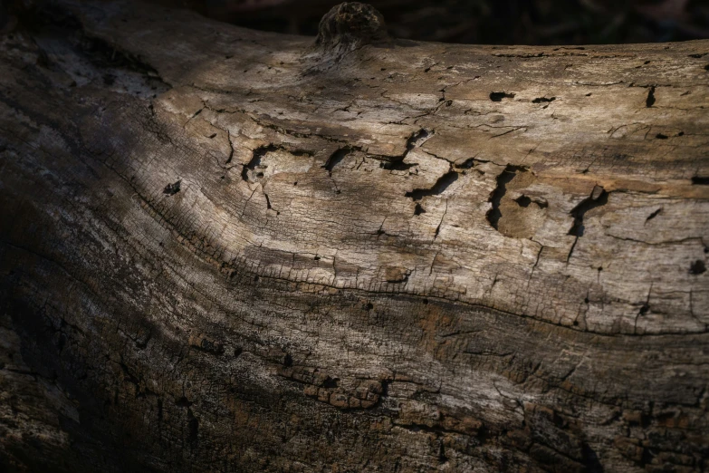 a tree has its bark peeled and some birds are perched on top of it