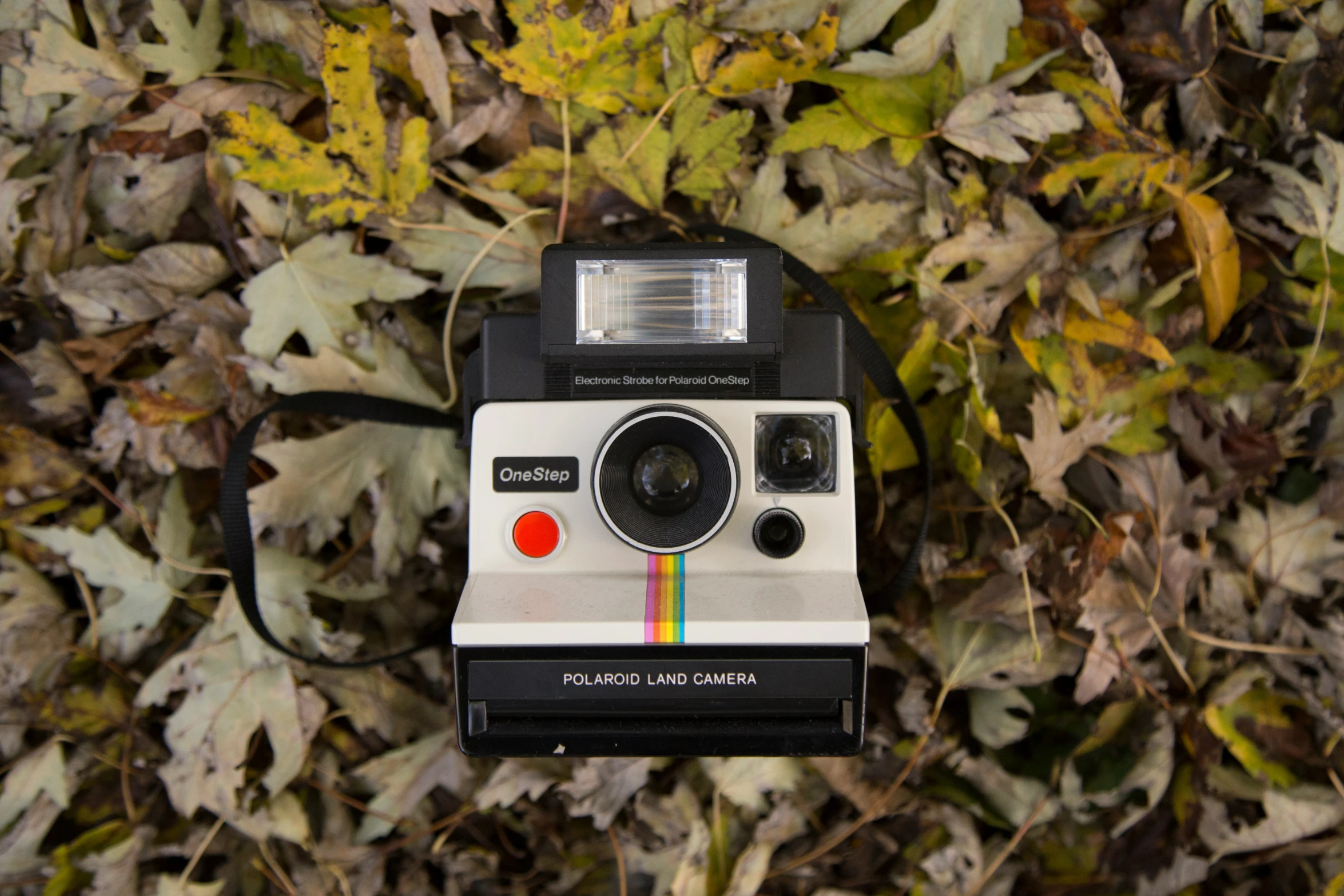 an old fashioned camera placed on leaves with the light