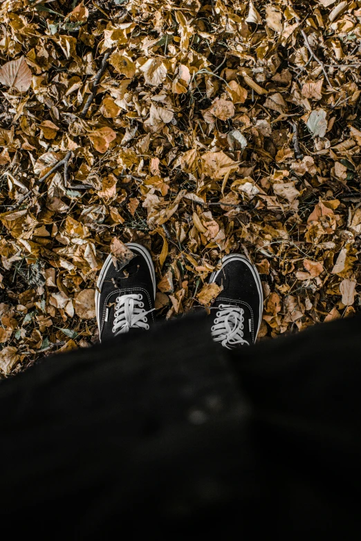 two shoes are standing at the top of the leaves